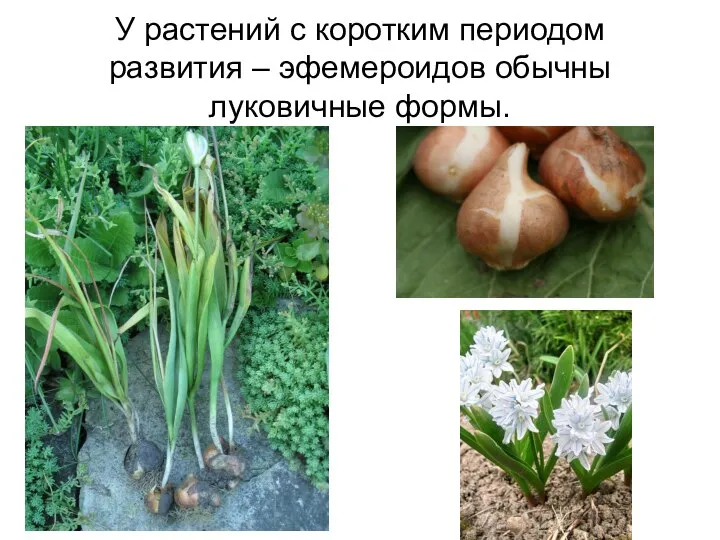 У растений с коротким периодом развития – эфемероидов обычны луковичные формы.