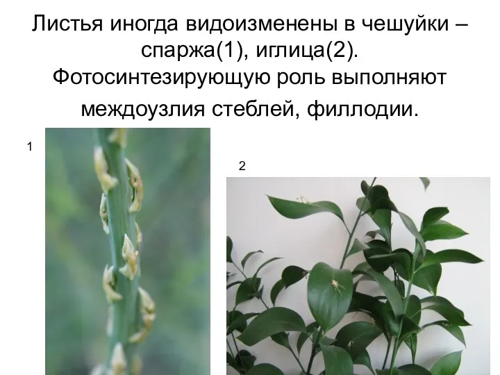 Листья иногда видоизменены в чешуйки – спаржа(1), иглица(2). Фотосинтезирующую роль выполняют междоузлия стеблей, филлодии. 1 2