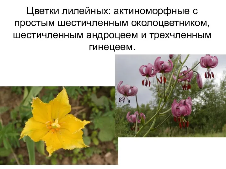 Цветки лилейных: актиноморфные с простым шестичленным околоцветником, шестичленным андроцеем и трехчленным гинецеем.