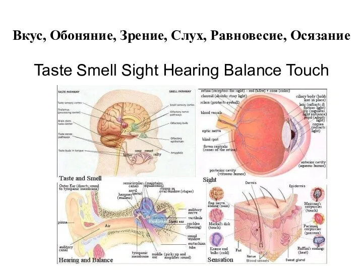Вкус, Обоняние, Зрение, Слух, Равновесие, Осязание Taste Smell Sight Hearing Balance Touch