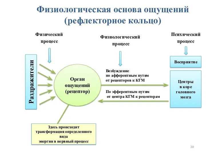 Физиологическая основа ощущений (рефлекторное кольцо) Физический процесс Раздражители Орган ощущений (рецептор) Восприятие