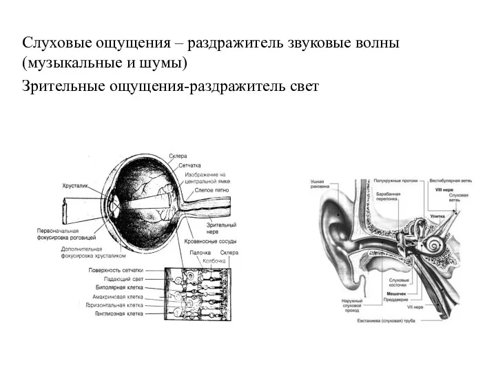 Слуховые ощущения – раздражитель звуковые волны (музыкальные и шумы) Зрительные ощущения-раздражитель свет