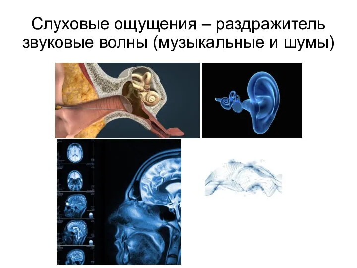 Слуховые ощущения – раздражитель звуковые волны (музыкальные и шумы)