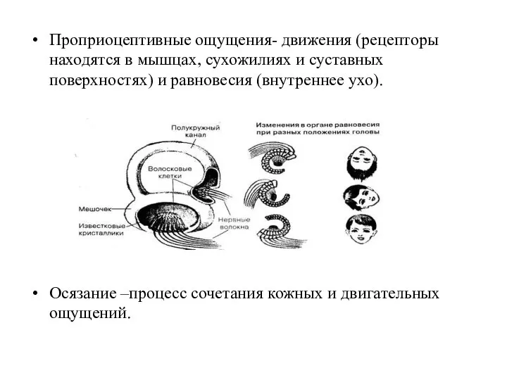 Проприоцептивные ощущения- движения (рецепторы находятся в мышцах, сухожилиях и суставных поверхностях) и