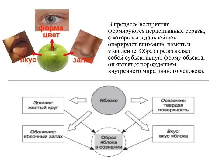 В процессе восприятия формируются перцептивные образы, с которыми в дальнейшем оперируют внимание,