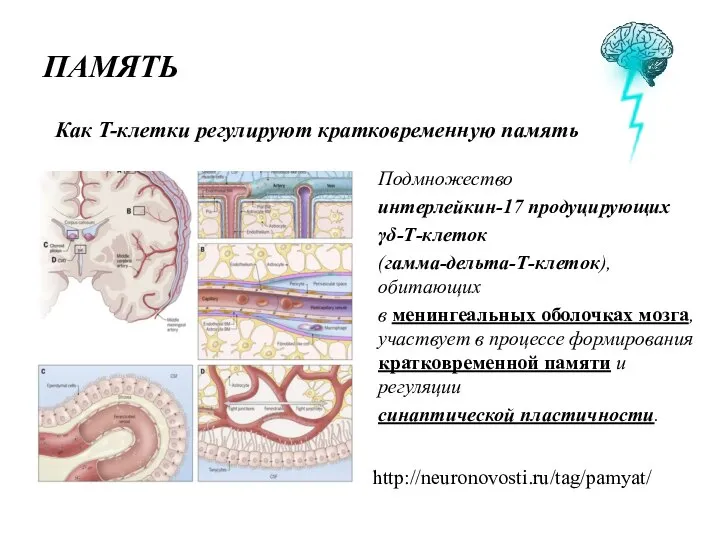 ПАМЯТЬ Как T-клетки регулируют кратковременную память Подмножество интерлейкин-17 продуцирующих γδ-Т-клеток (гамма-дельта-Т-клеток), обитающих