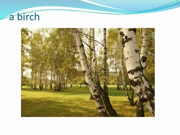 a birch
