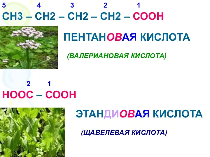 СН3 – СН2 – СН2 – СН2 – СООН ПЕНТАНОВАЯ КИСЛОТА (ВАЛЕРИАНОВАЯ