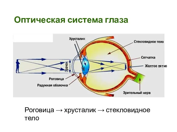 Желтое пятно Оптическая система глаза Роговица → хрусталик → стекловидное тело