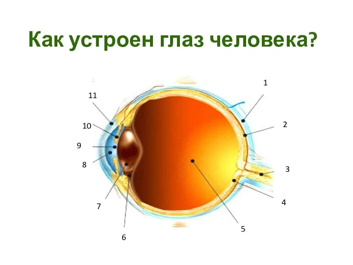 Как устроен глаз человека? 1 4 2 3 9 11 10 5 8 7 6