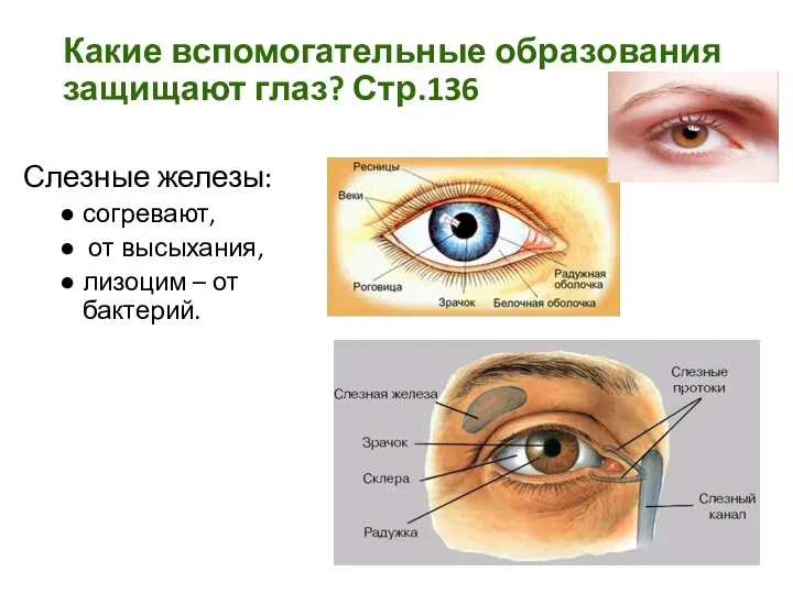 Какие вспомогательные образования защищают глаз? Стр.136 Слезные железы: согревают, от высыхания, лизоцим – от бактерий.