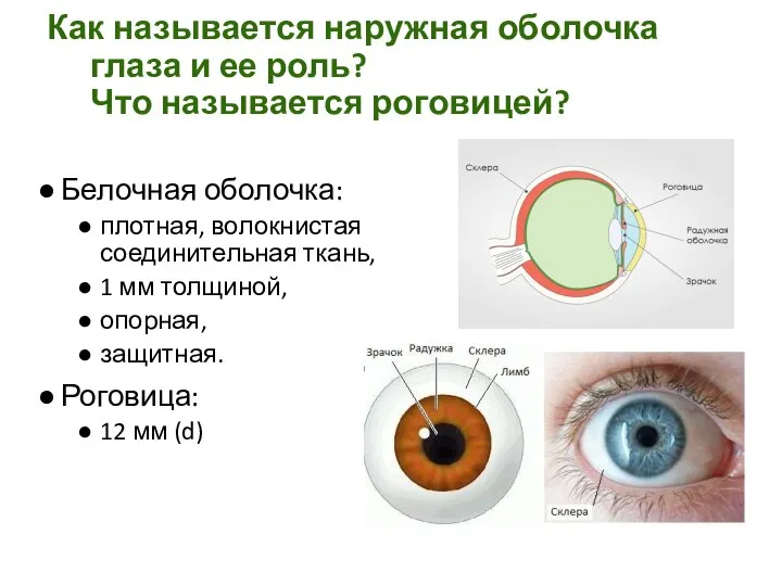 Как называется наружная оболочка глаза и ее роль? Что называется роговицей? Белочная