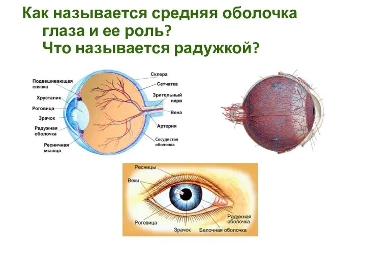 Как называется средняя оболочка глаза и ее роль? Что называется радужкой?