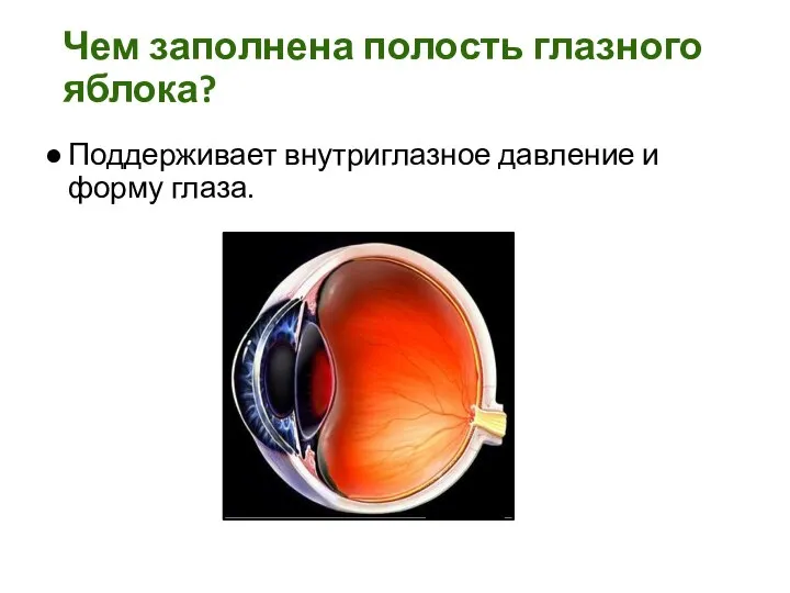 Чем заполнена полость глазного яблока? Поддерживает внутриглазное давление и форму глаза.