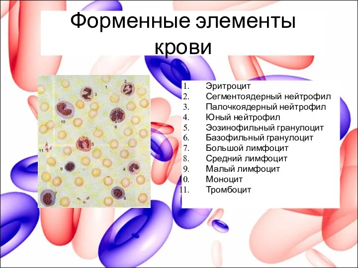 Форменные элементы крови Эритроцит Сегментоядерный нейтрофил Палочкоядерный нейтрофил Юный нейтрофил Эозинофильный гранулоцит