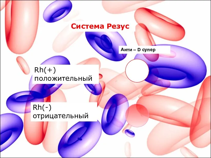 Анти – D супер Rh(+) положительный Rh(-) отрицательный Система Резус