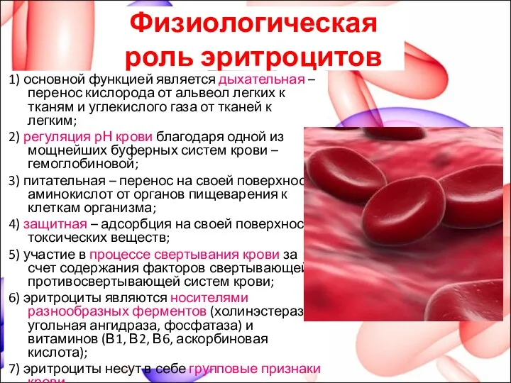 Физиологическая роль эритроцитов 1) основной функцией является дыхательная – перенос кислорода от