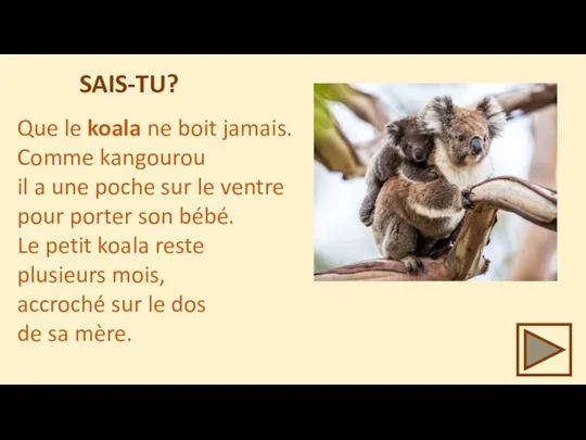 Que le koala ne boit jamais. Comme kangourou il a une poche