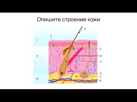 Опишите строение кожи