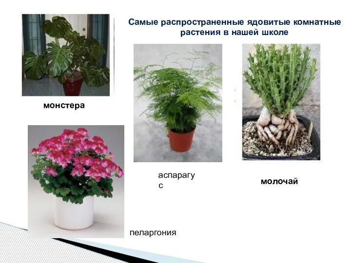 монстера молочай аспарагус пеларгония Самые распространенные ядовитые комнатные растения в нашей школе