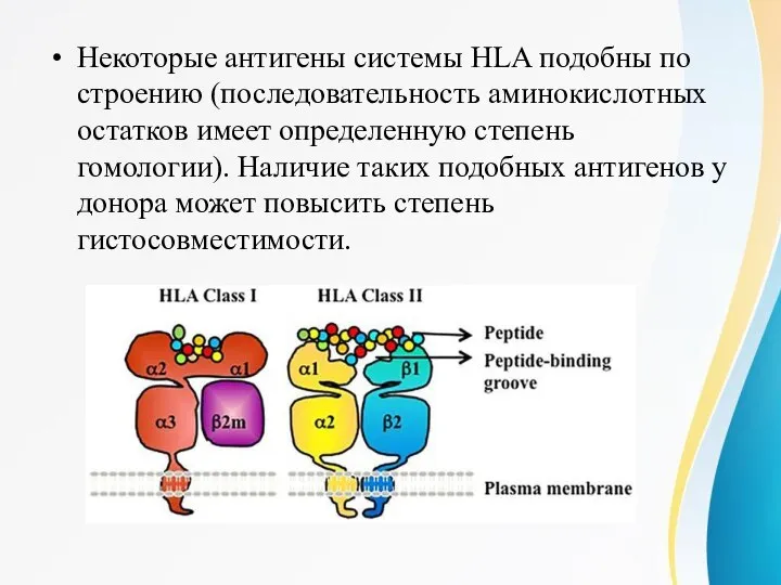 Некоторые антигены системы HLA подобны по строению (последовательность аминокислотных остатков имеет определенную