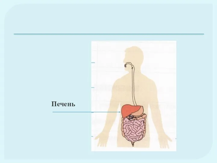 Печень