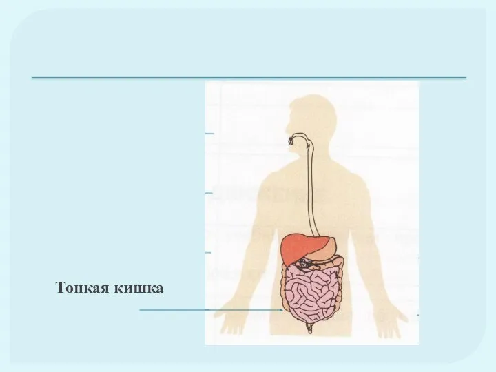 Тонкая кишка