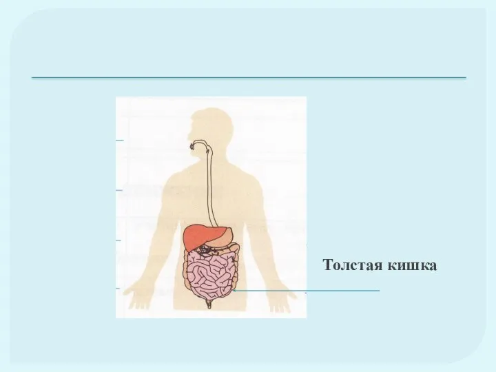 Толстая кишка
