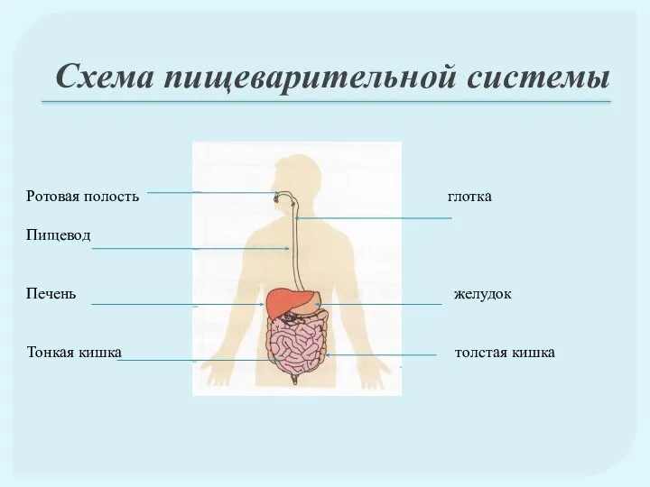 Схема пищеварительной системы Ротовая полость глотка Пищевод Печень желудок Тонкая кишка толстая кишка