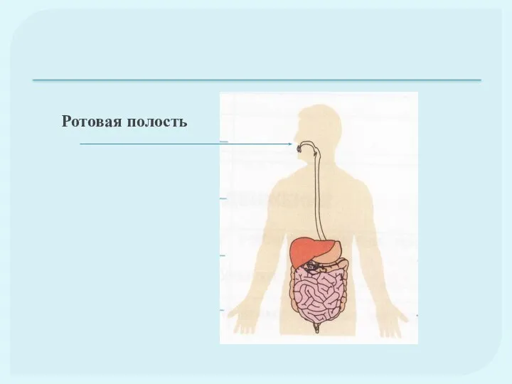 Ротовая полость Ротовая полость