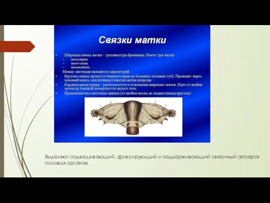 Выделяют подвешивающий, фиксирующий и поддерживающий связочный аппарат половых органов