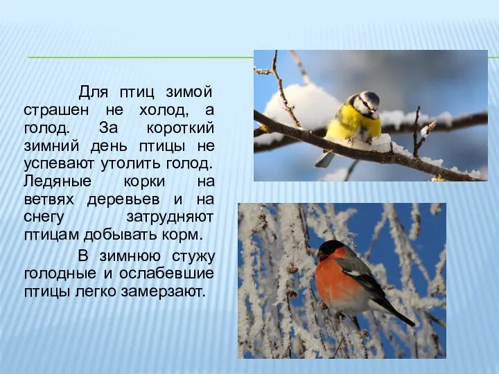 Для птиц зимой страшен не холод, а голод. За короткий зимний день