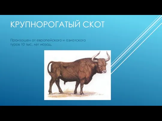 КРУПНОРОГАТЫЙ СКОТ Произошел от европейского и азиатского туров 10 тыс. лет назад,