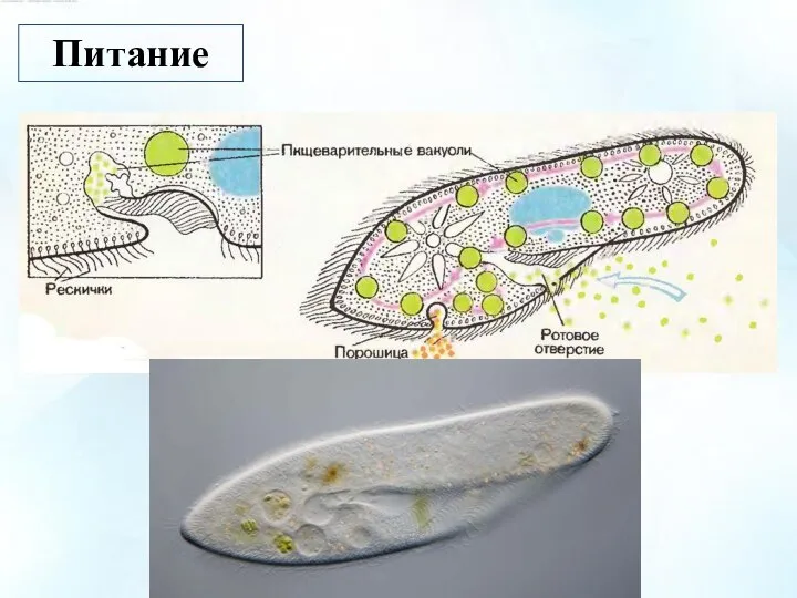 Питание