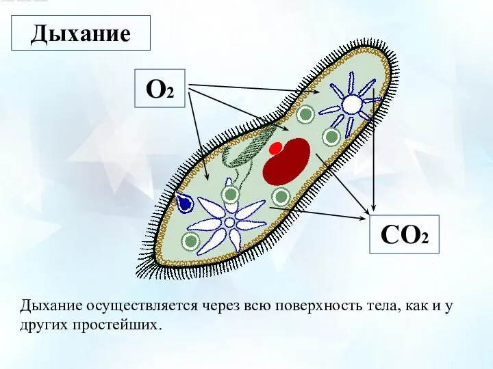 Дыхание О2 СО2 Дыхание осуществляется через всю поверхность тела, как и у других простейших.