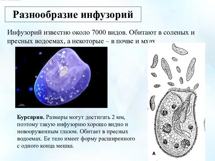 Разнообразие инфузорий Инфузорий известно около 7000 видов. Обитают в соленых и пресных