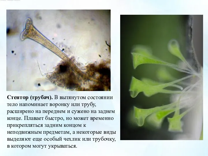 Стентор (трубач). В вытянутом состоянии тело напоминает воронку или трубу, расширено на