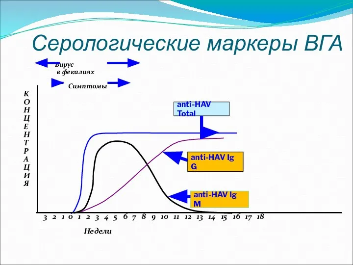 Серологические маркеры ВГА Вирус в фекалиях Симптомы К О Н Ц Е