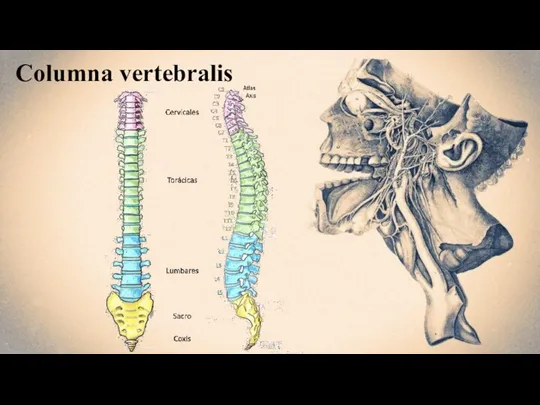 Columna vertebralis