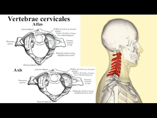 Vertebrae cervicales Atlas Axis