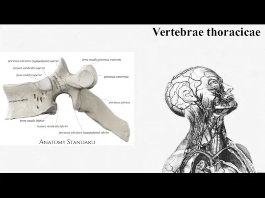 Vertebrae thoracicae