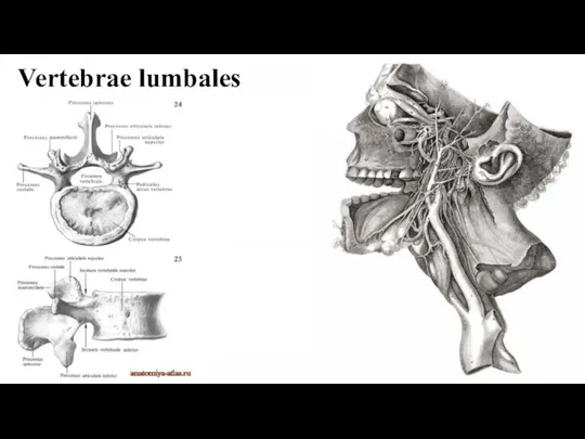 Vertebrae lumbales