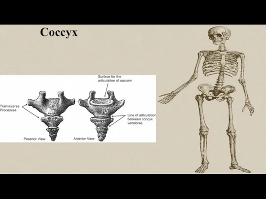 Coccyx