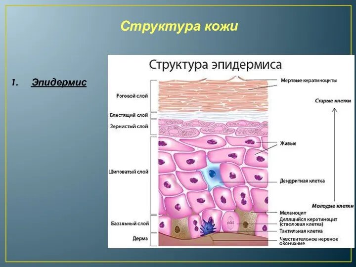 Структура кожи Эпидермис