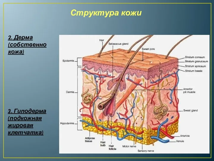 Структура кожи 2. Дерма (собственно кожа) 3. Гиподерма (подкожная жировая клетчатка)