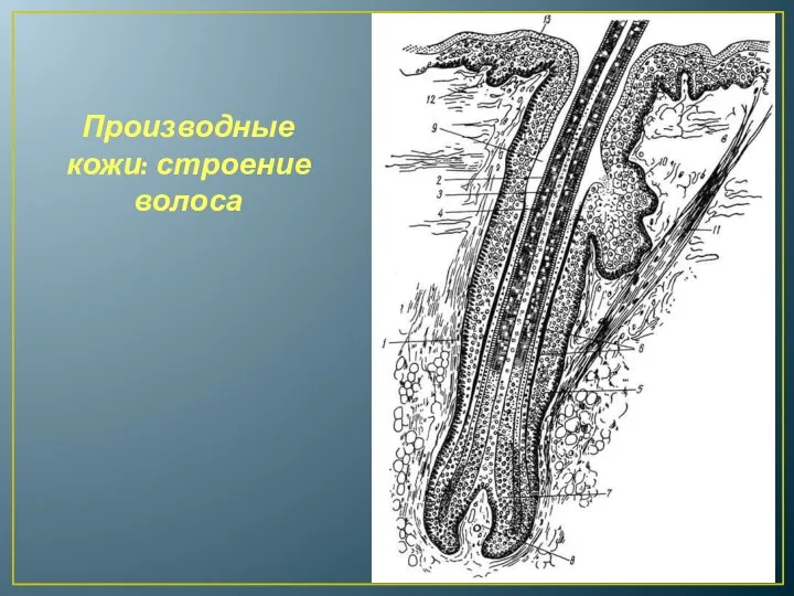 Производные кожи: строение волоса