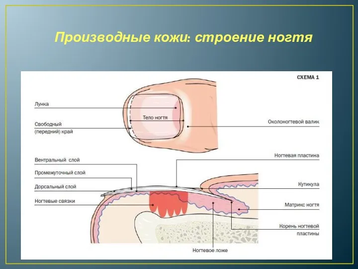 Производные кожи: строение ногтя