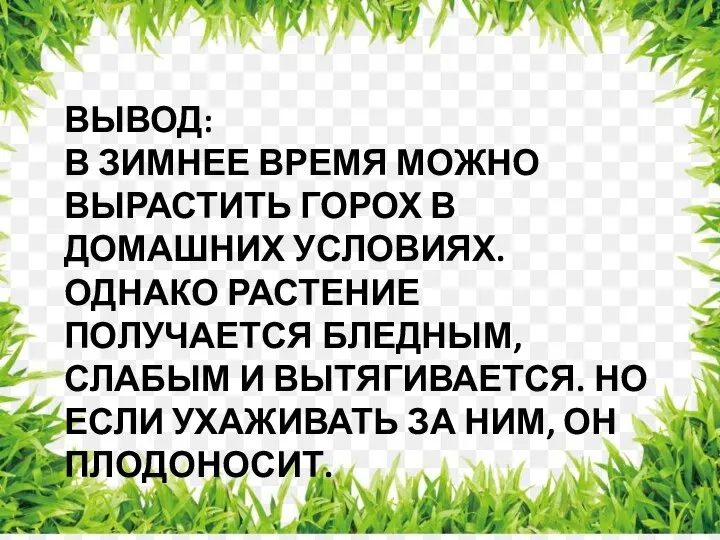 ВЫВОД: В ЗИМНЕЕ ВРЕМЯ МОЖНО ВЫРАСТИТЬ ГОРОХ В ДОМАШНИХ УСЛОВИЯХ. ОДНАКО РАСТЕНИЕ