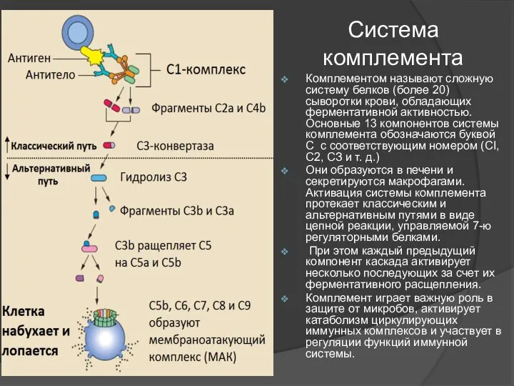 Система комплемента Комплементом называют сложную систему белков (более 20) сыворотки крови, обладающих