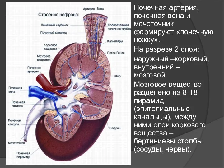 Почечная артерия, почечная вена и мочеточник формируют «почечную ножку». На разрезе 2